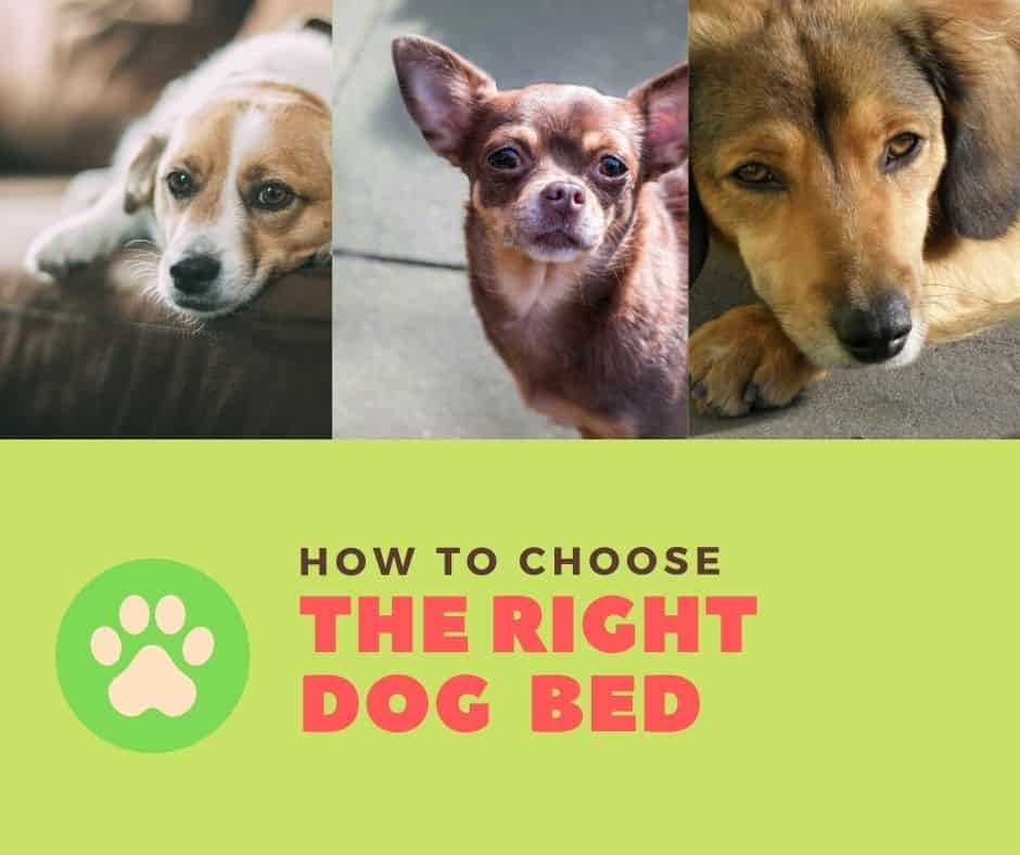 how to choose the right dog bed