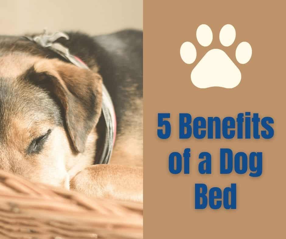 5 Benefits of a Dog Bed