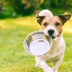 Dog carrying a stainless steel food bowl