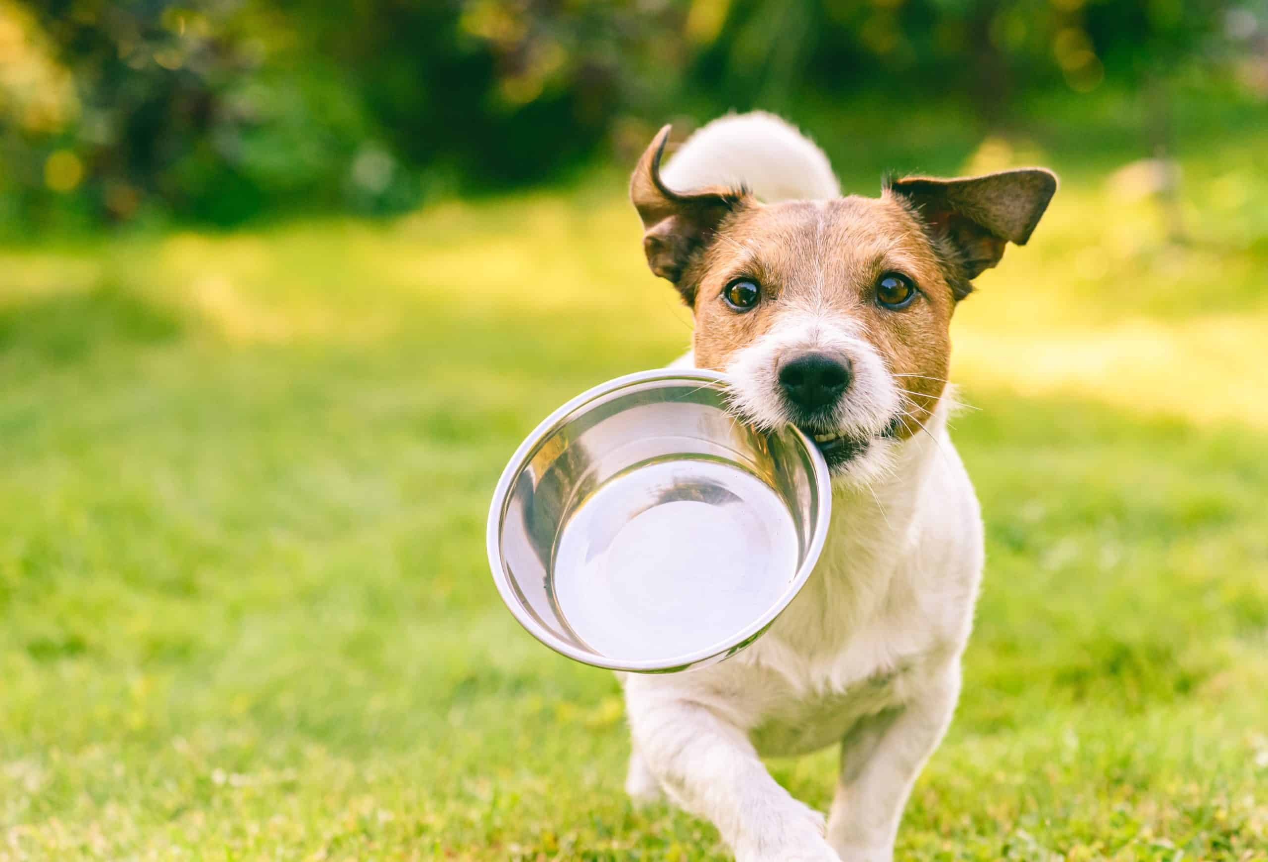 Dog carrying a stainless steel food bowl
