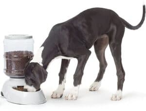 Automatic dog feeder

