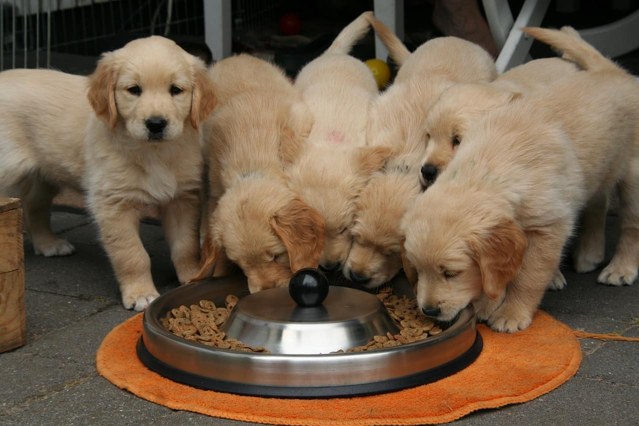 Automatic Dog feeders