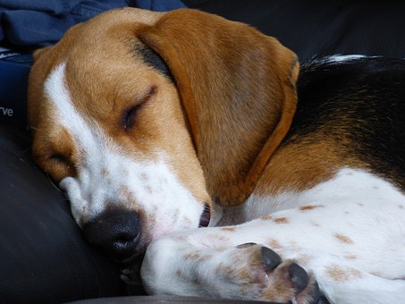beagle sleeping