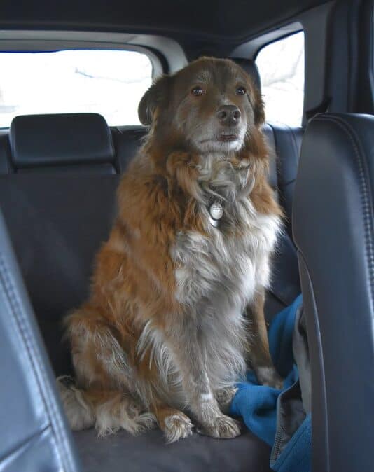 Dog in back seat.
