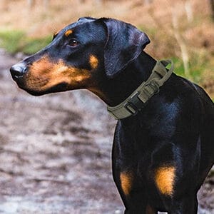 EXCELLENT ELITE SPANKER Dog Collar