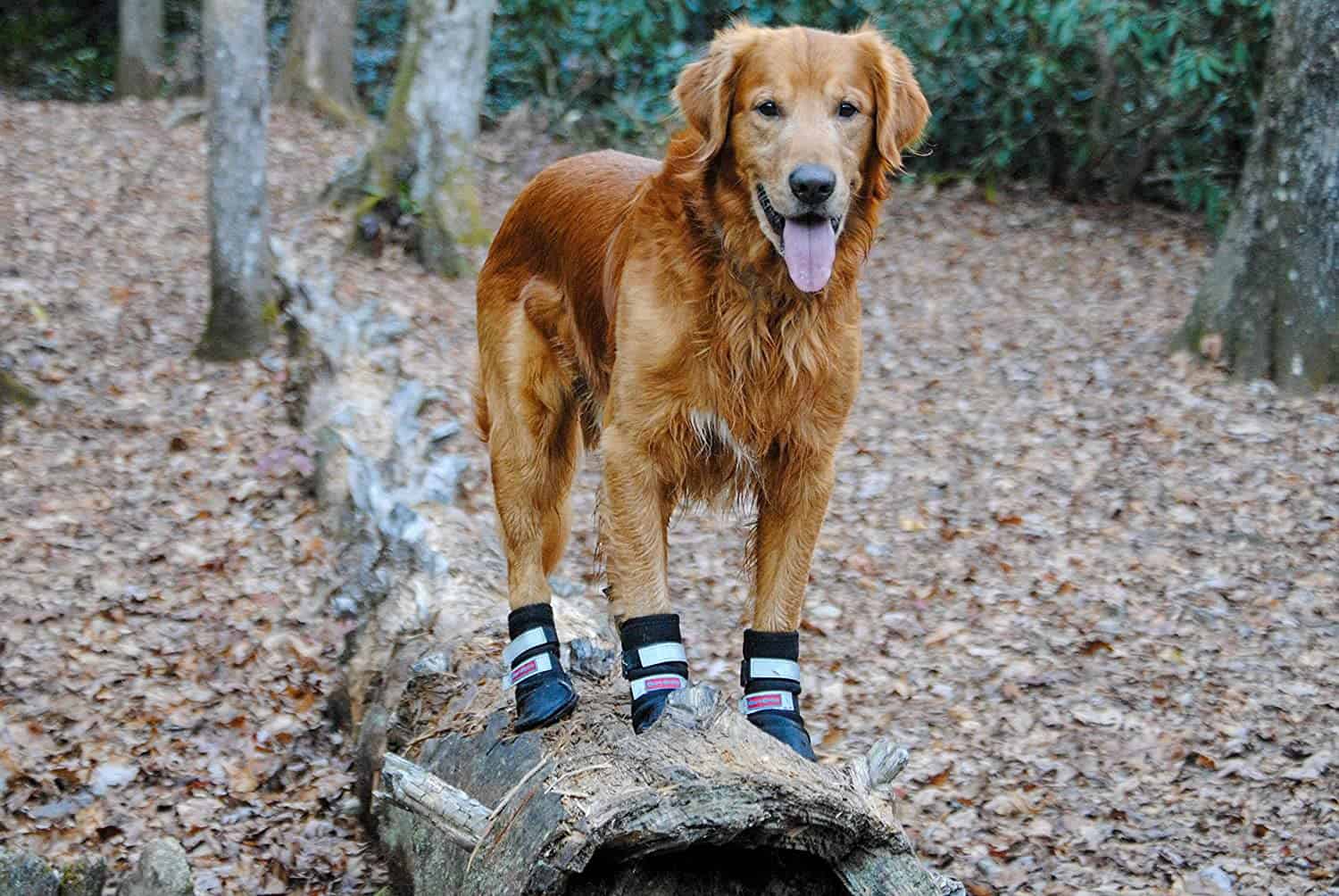 Do Dogs Need Boots for Hiking?