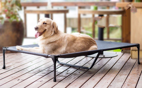 Raised outdoor dog bed