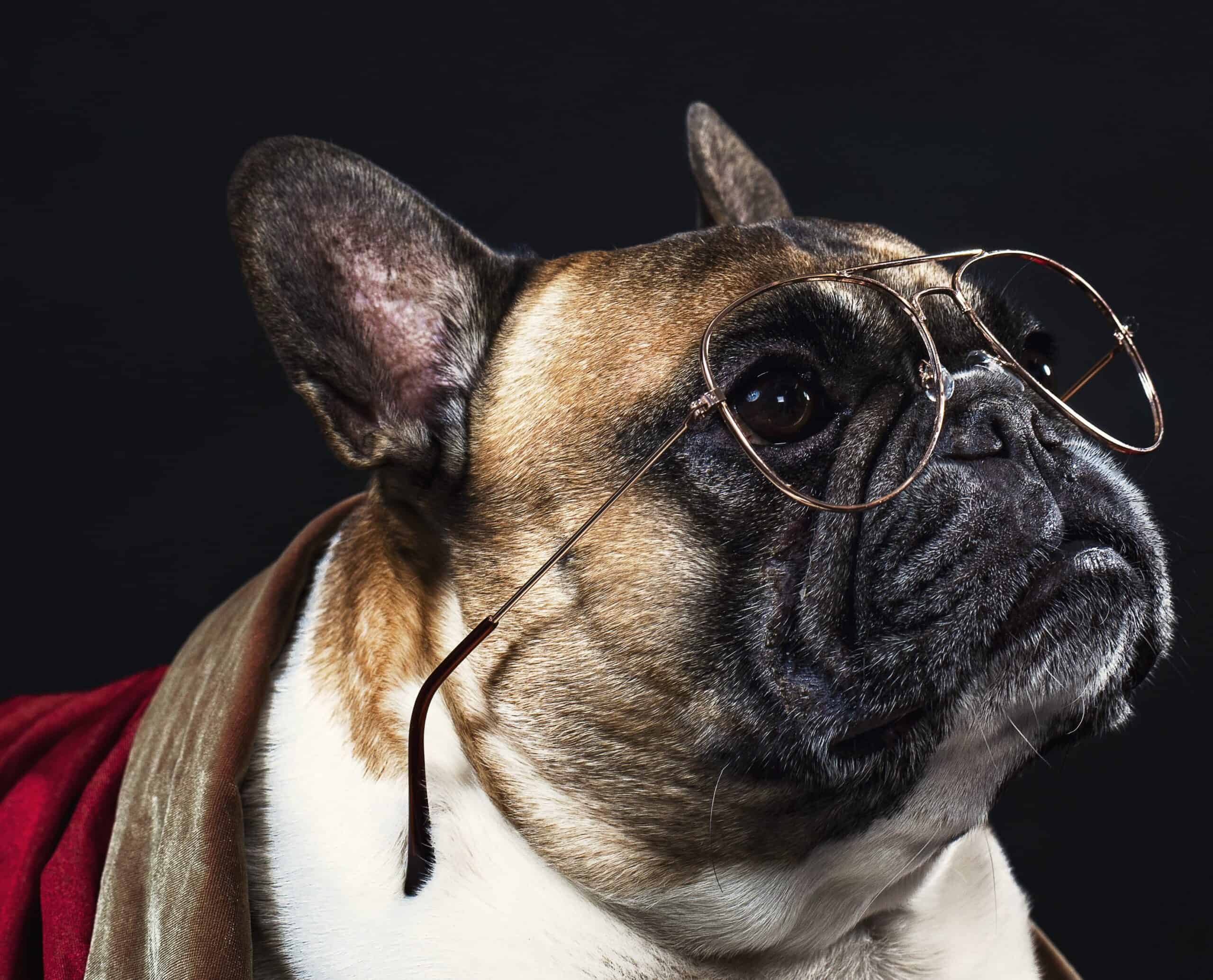 french bulldog looks intellectual in reading glasses scaled