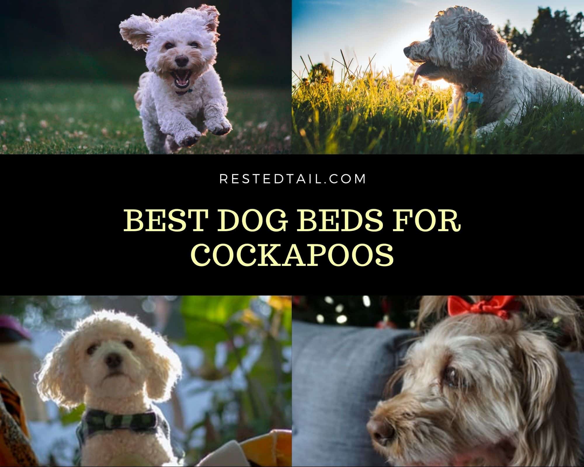 Best Dog Beds For Cockapoos feature image