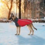 dog winter coat