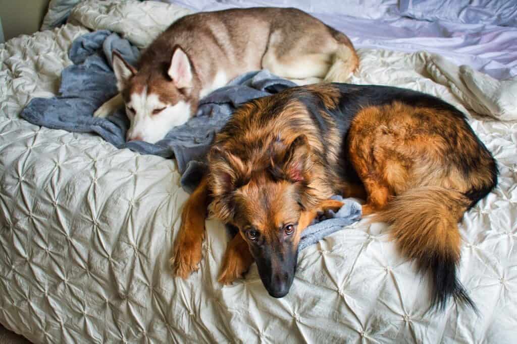 Huskies on bed
