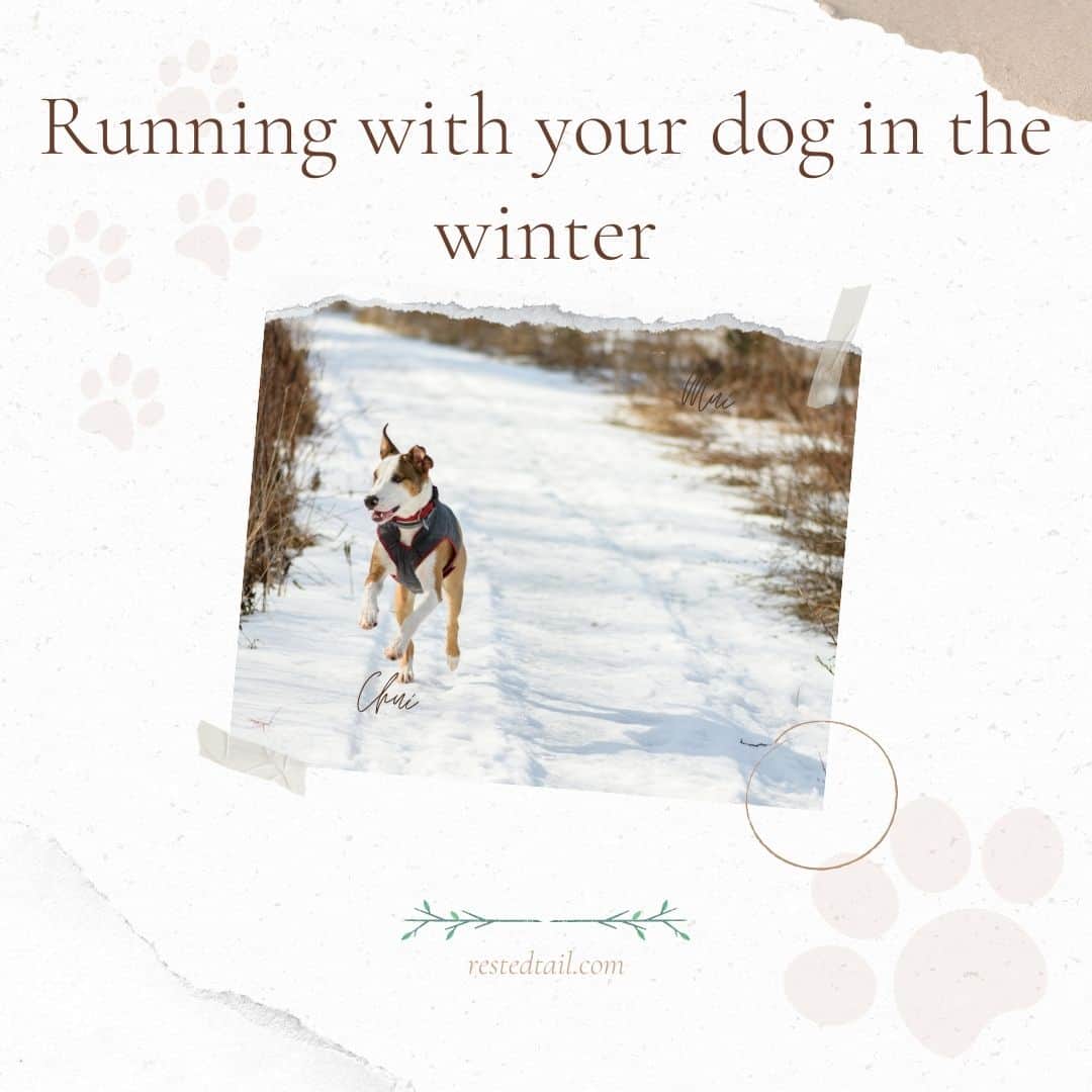 running with dogs in winter