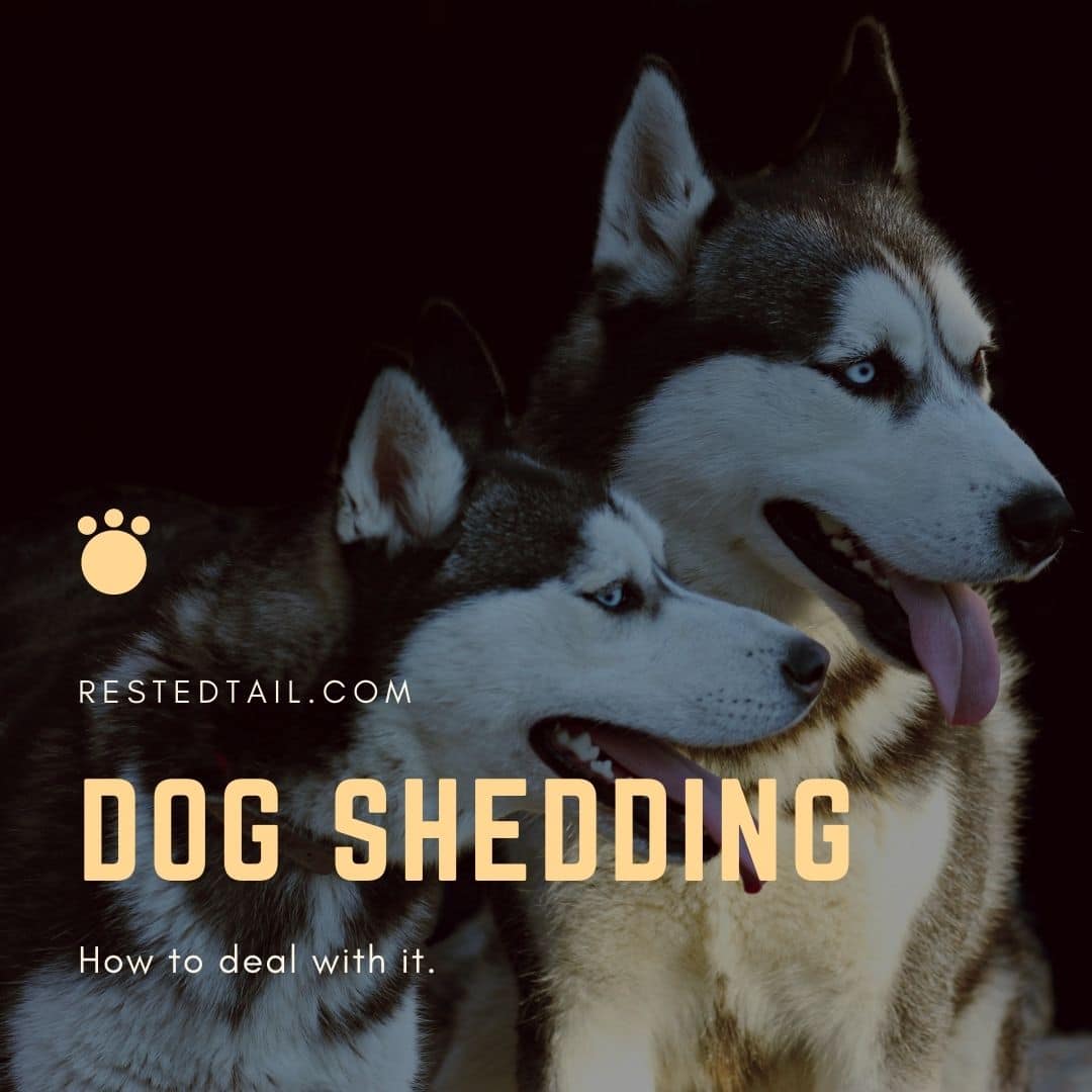 Dog shedding