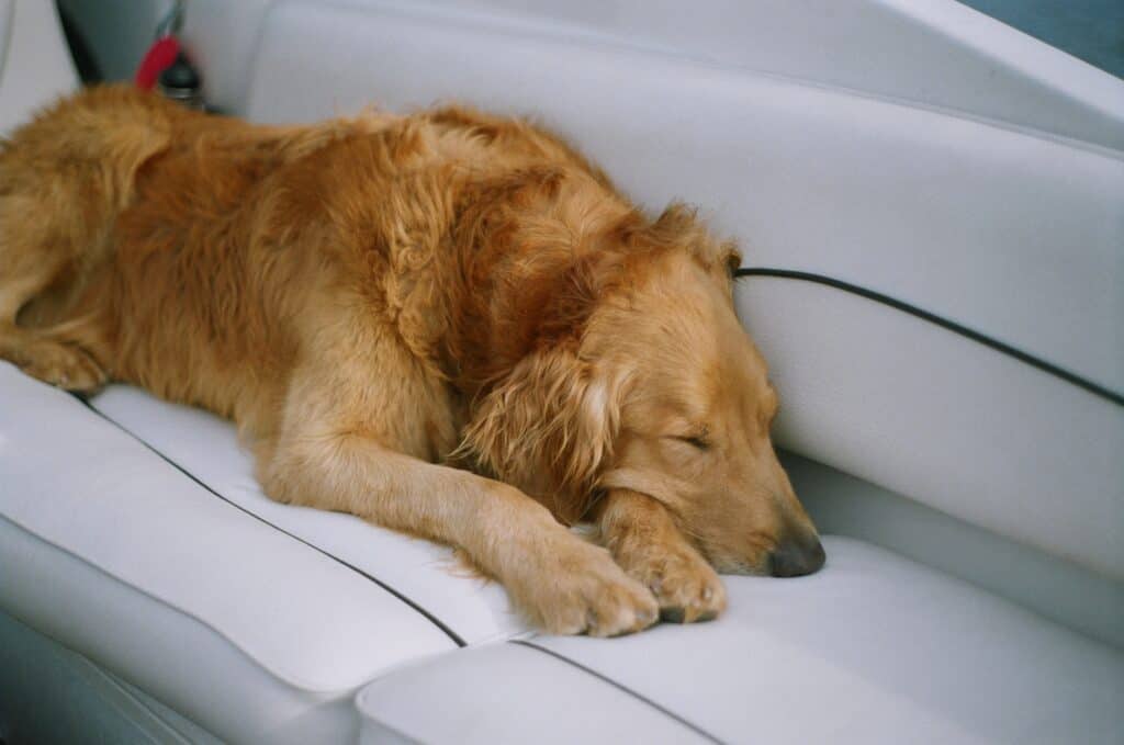 Dog napping on a couch