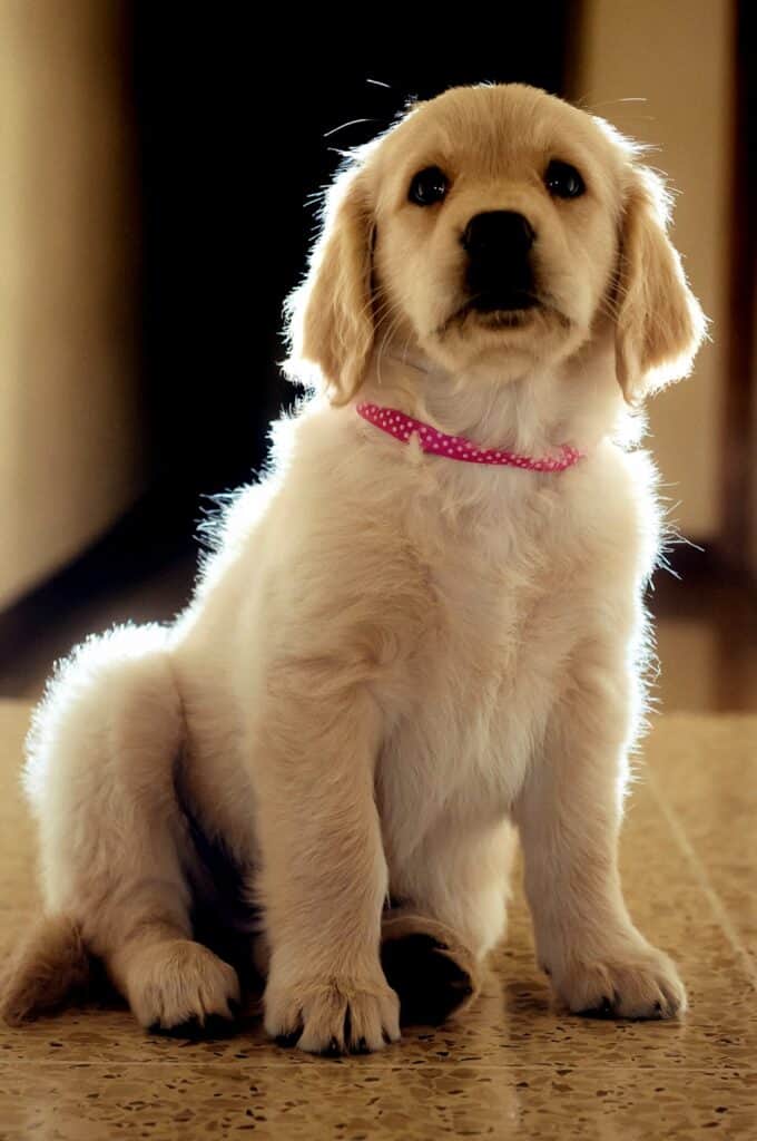 Golden Retriever puppy.