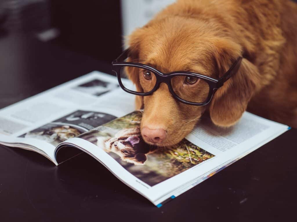 Dog with glasses on