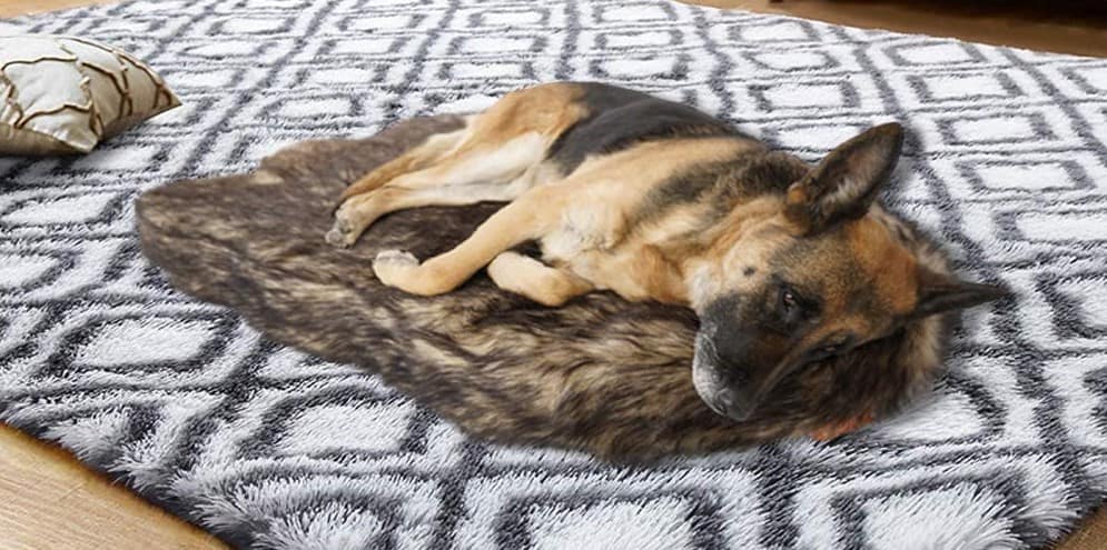 German Shepherd resting on Hypoallergenic dog bed