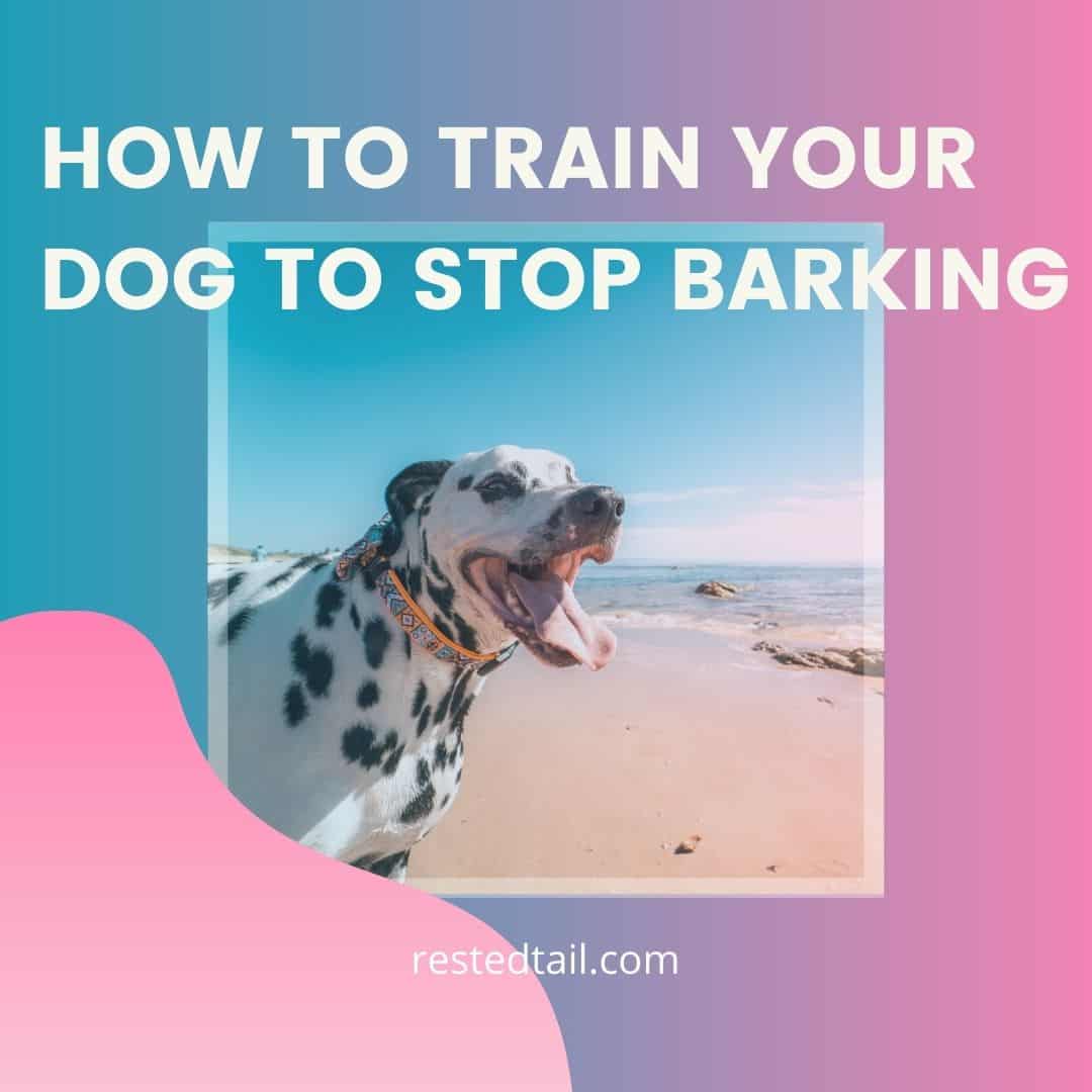 train your dog to stop barking