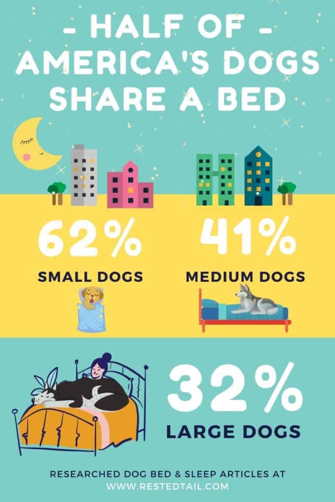 where dogs sleep stats 1