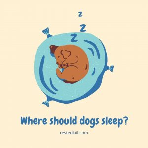 where should dogs sleep