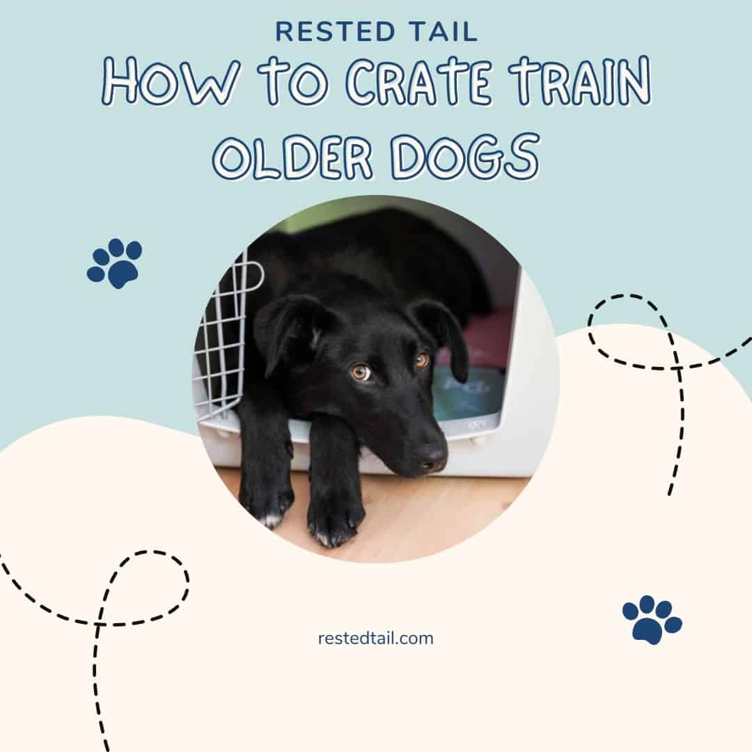 how to crate train older dog