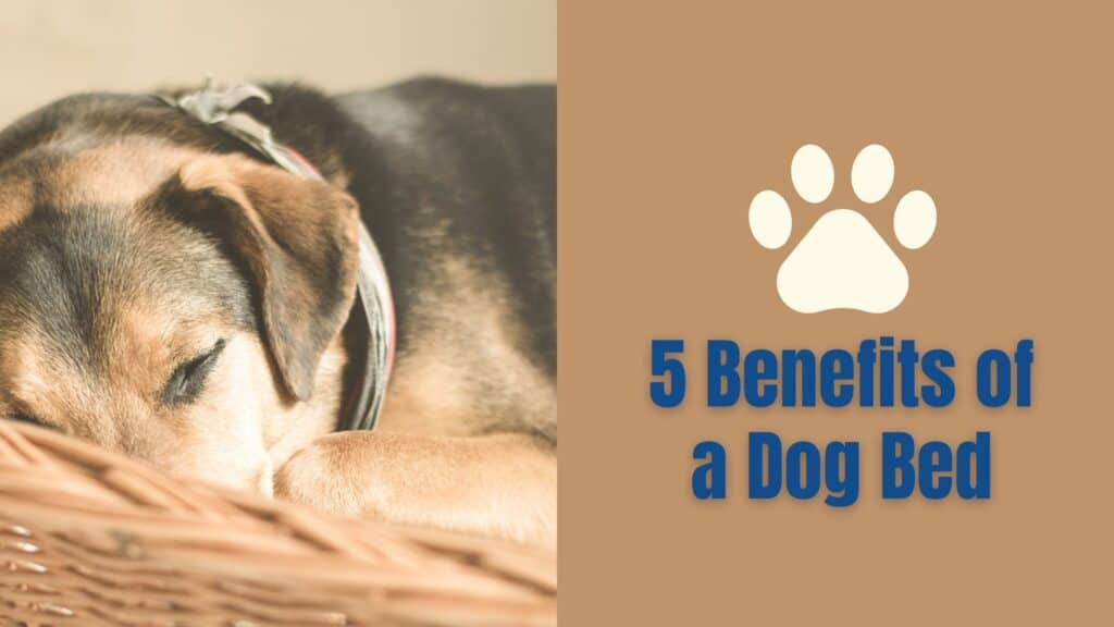5 Benefits of a Dog Bed info