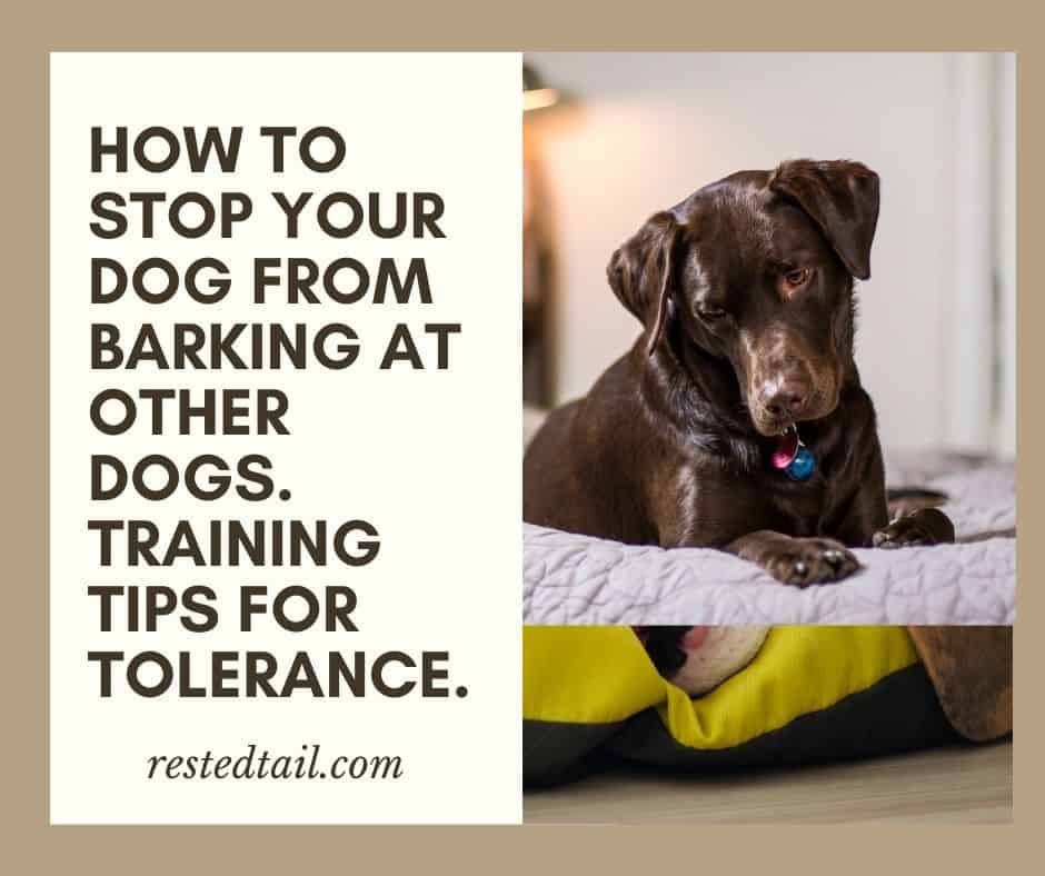 How To Stop Your Dog From Barking At Other Dogs. Training Tips For Tolerance.