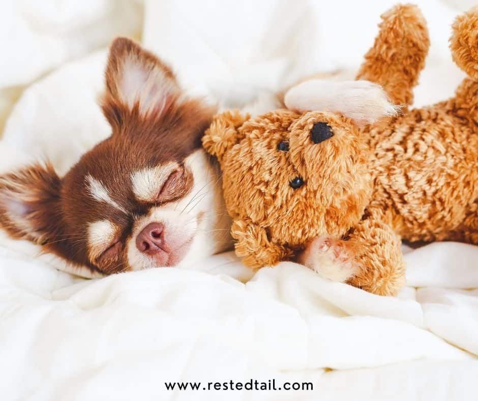 dog bed time routine tips