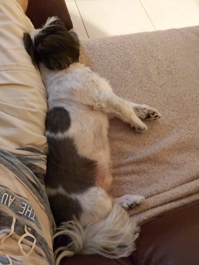 Cuddle up dog sleeping position