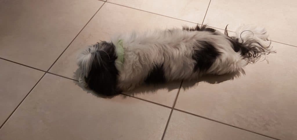 Dog stretched on the floor