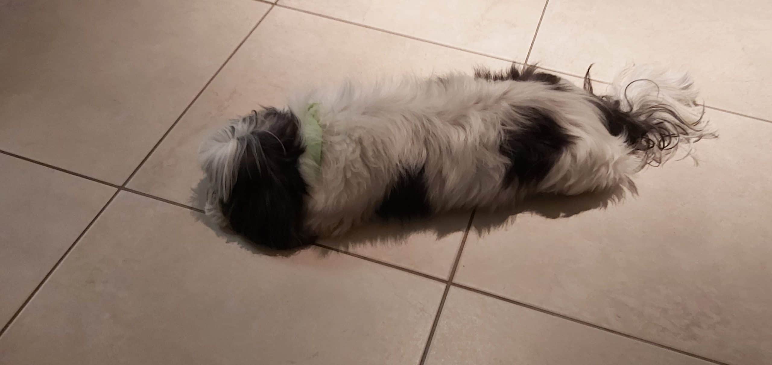 dog sleeping on the floor