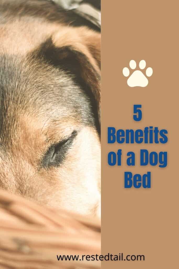 dog-revirews-and-5-benefits-of-a-dog-bed