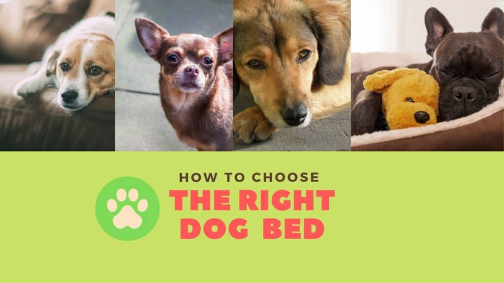 how to choose the right bed for your dog
