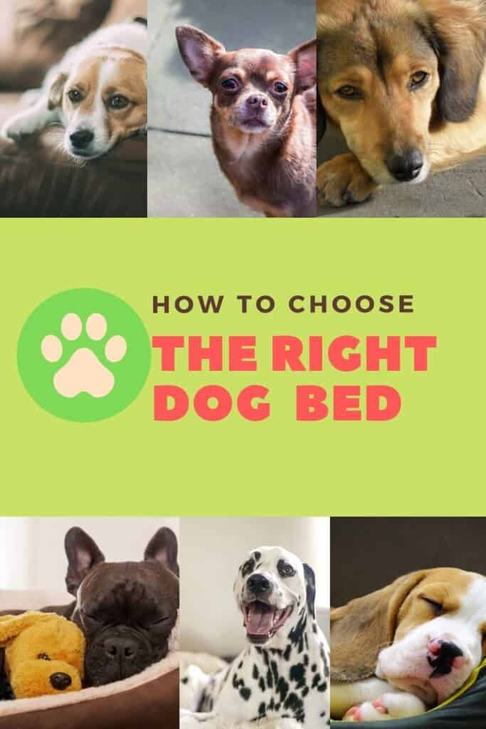 how to choose the right bed for your dog dog tips