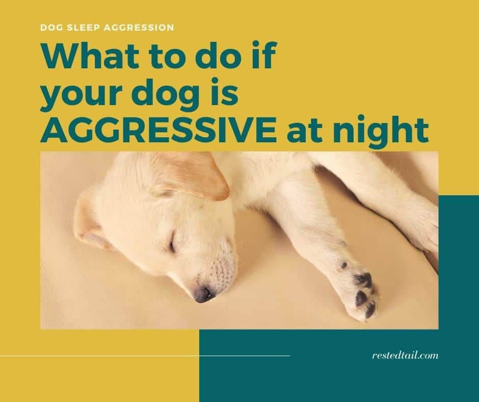 what to do if your dog is aggressive at night