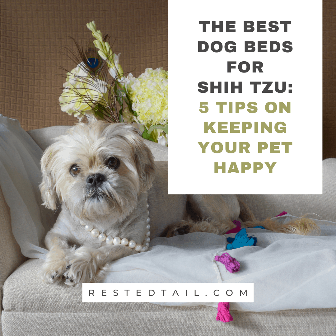 The Best Dog Beds for Shih Tzu 5 Tips on Keeping Your Pet Happy