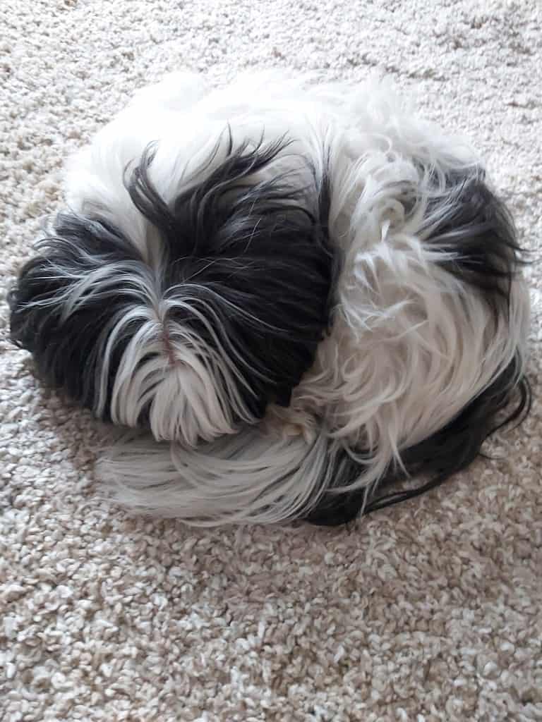 My Shih Tzu sleeping on our fluffy carpet