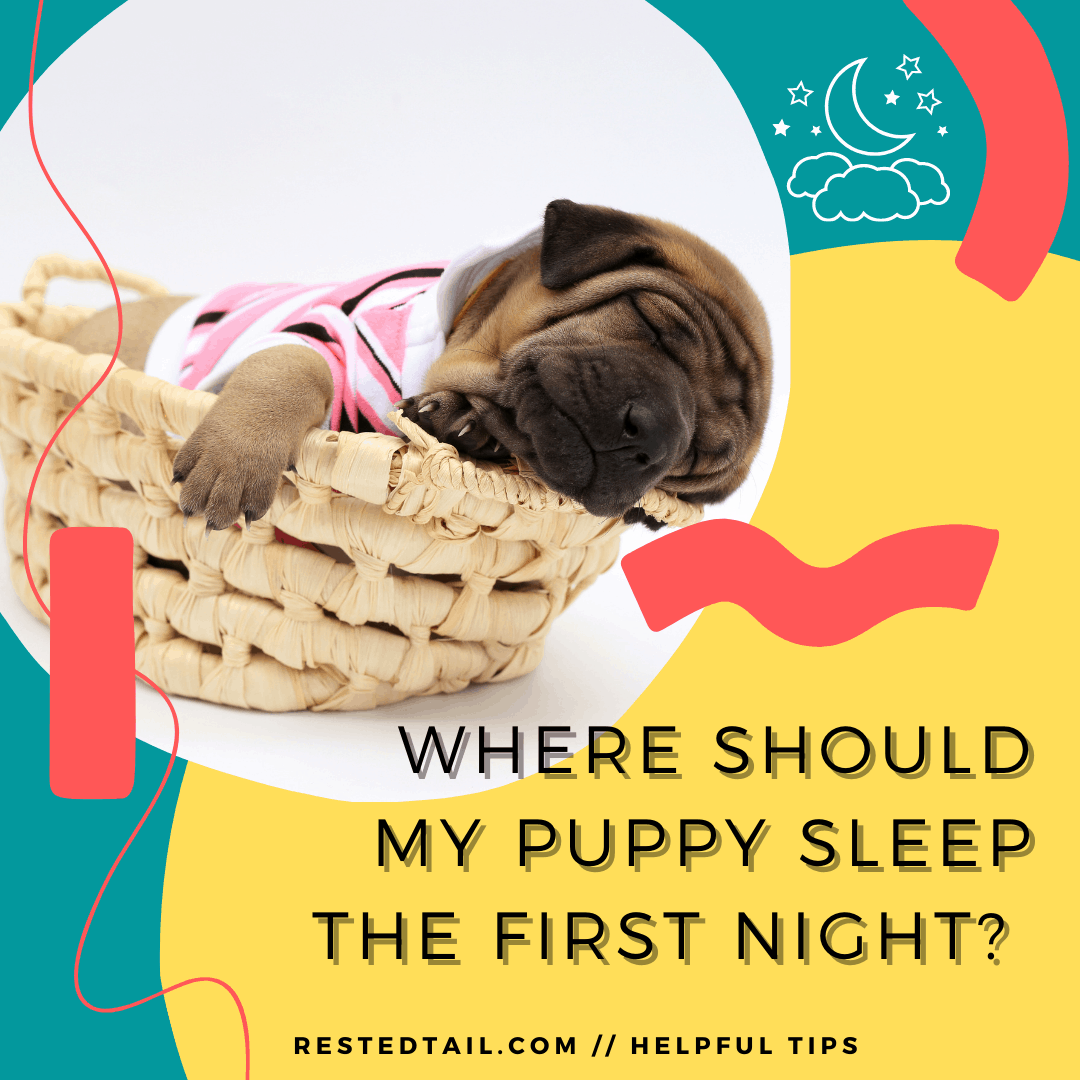 Where Should My Puppy Sleep the First Night Helpful Tips