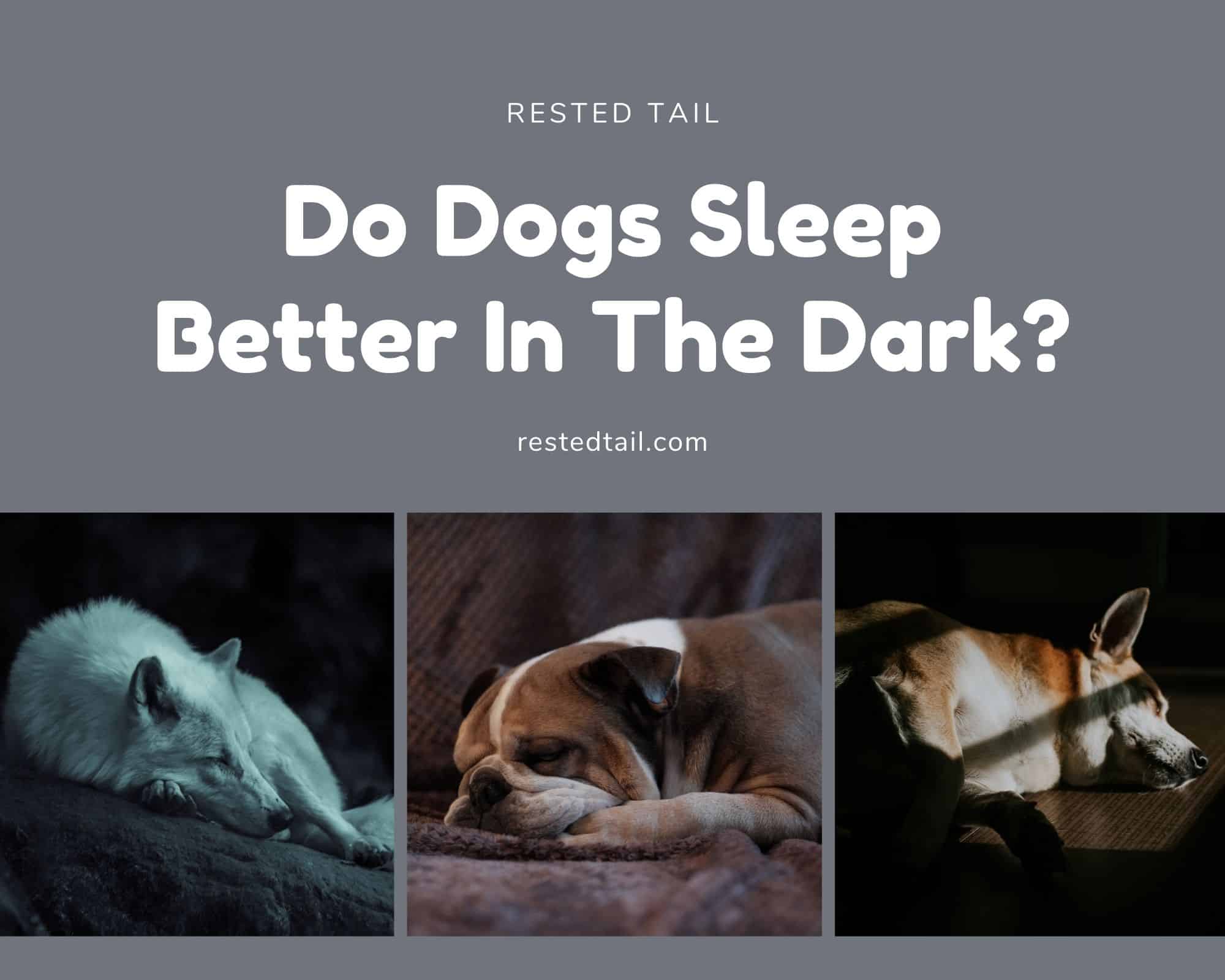 Dog sleep in the dark