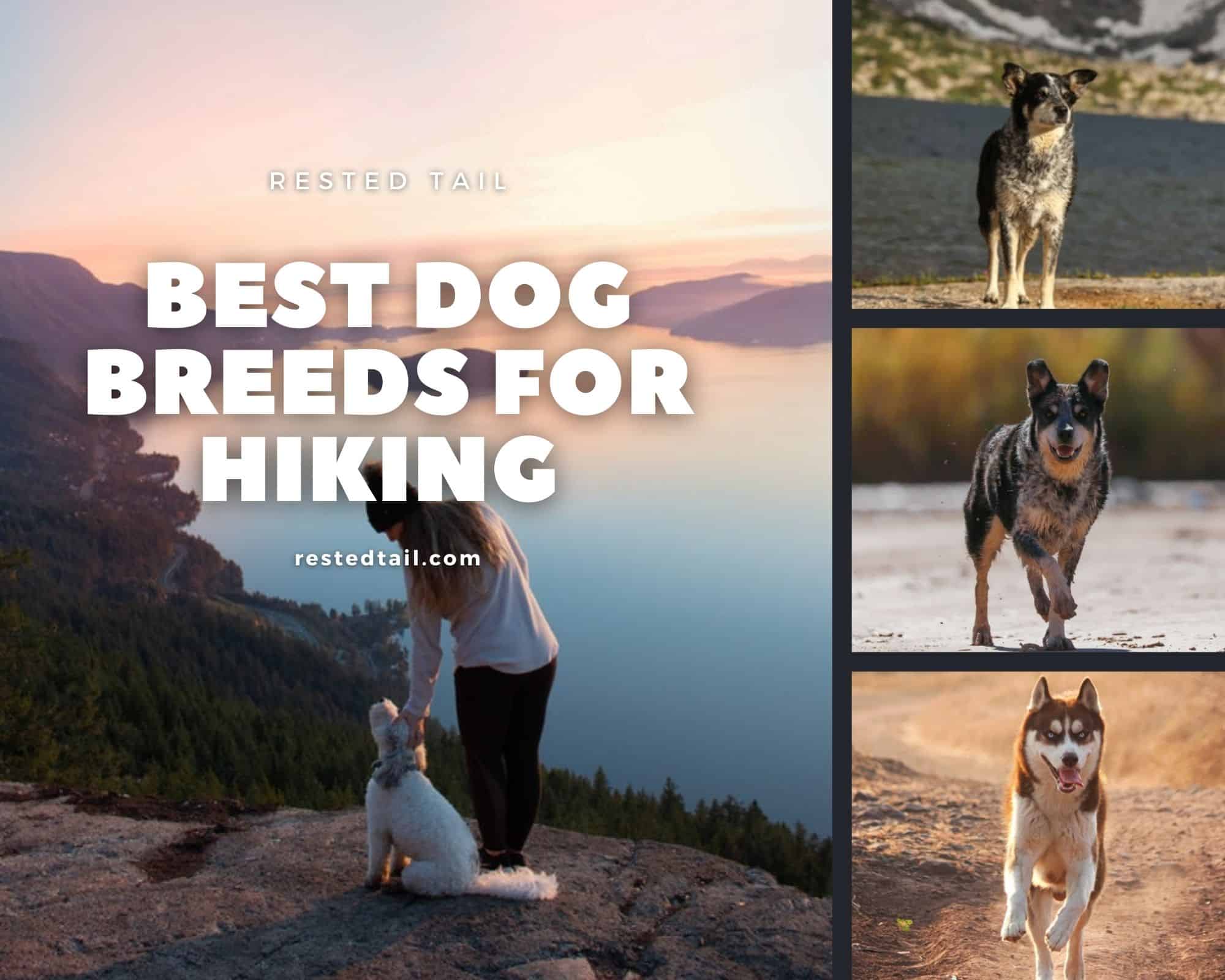 Dog breed for hiking