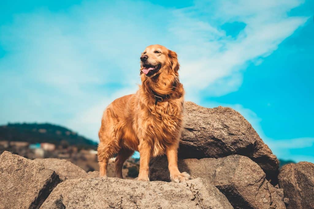 Golden Retriever dog breed for hiking
