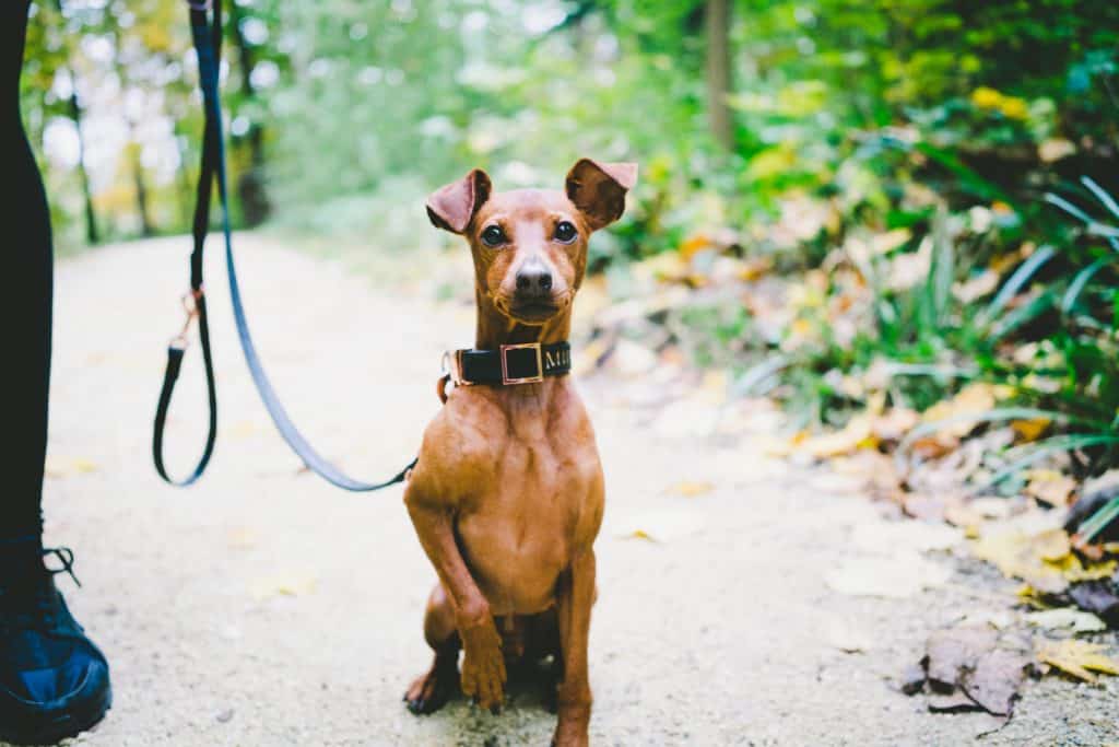 Miniature Pinscher dog breed for hiking