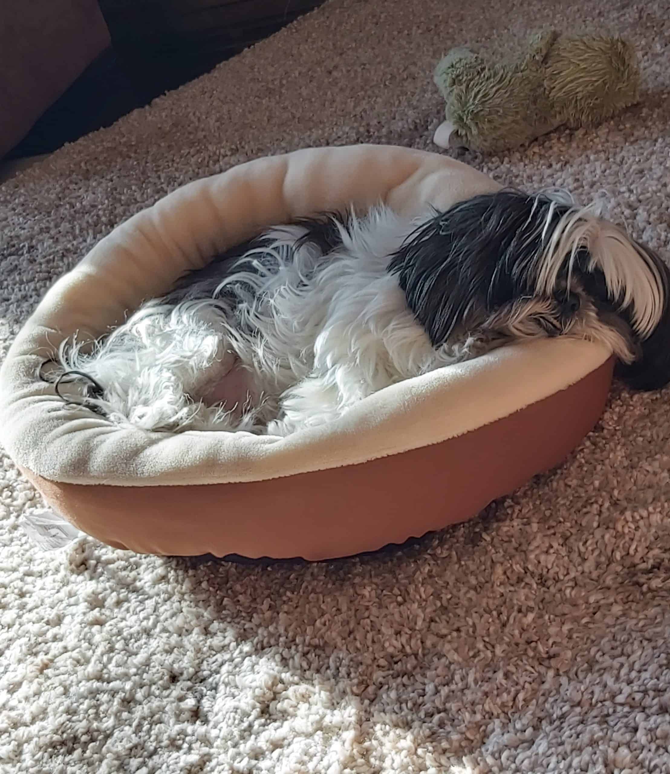 Comfy dog bed.