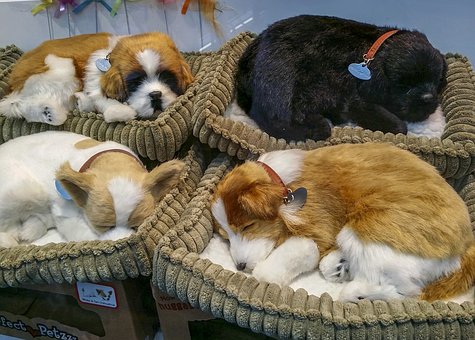 dogs in seperate beds