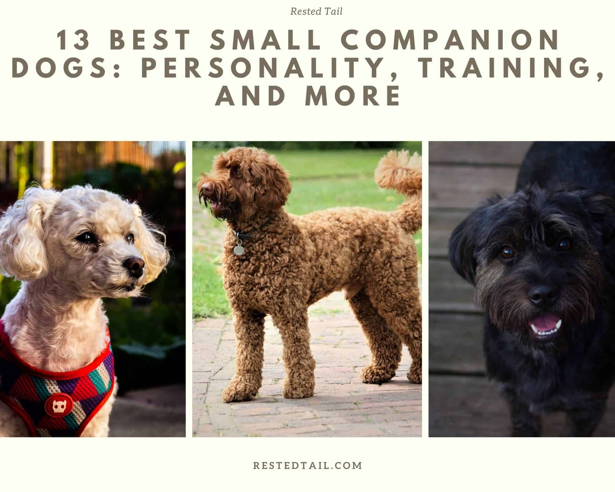 Small companion dogs