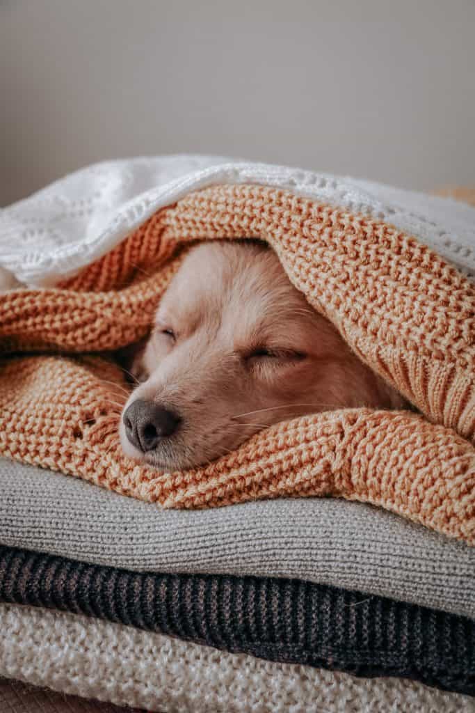 Dog sleeping under blanket