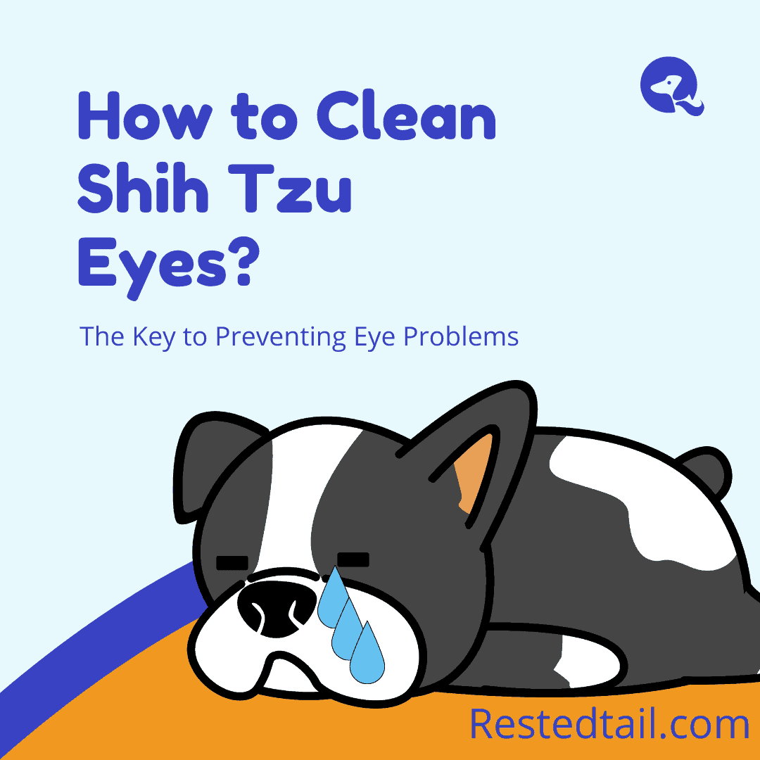how to clean Shih Tzu eyes