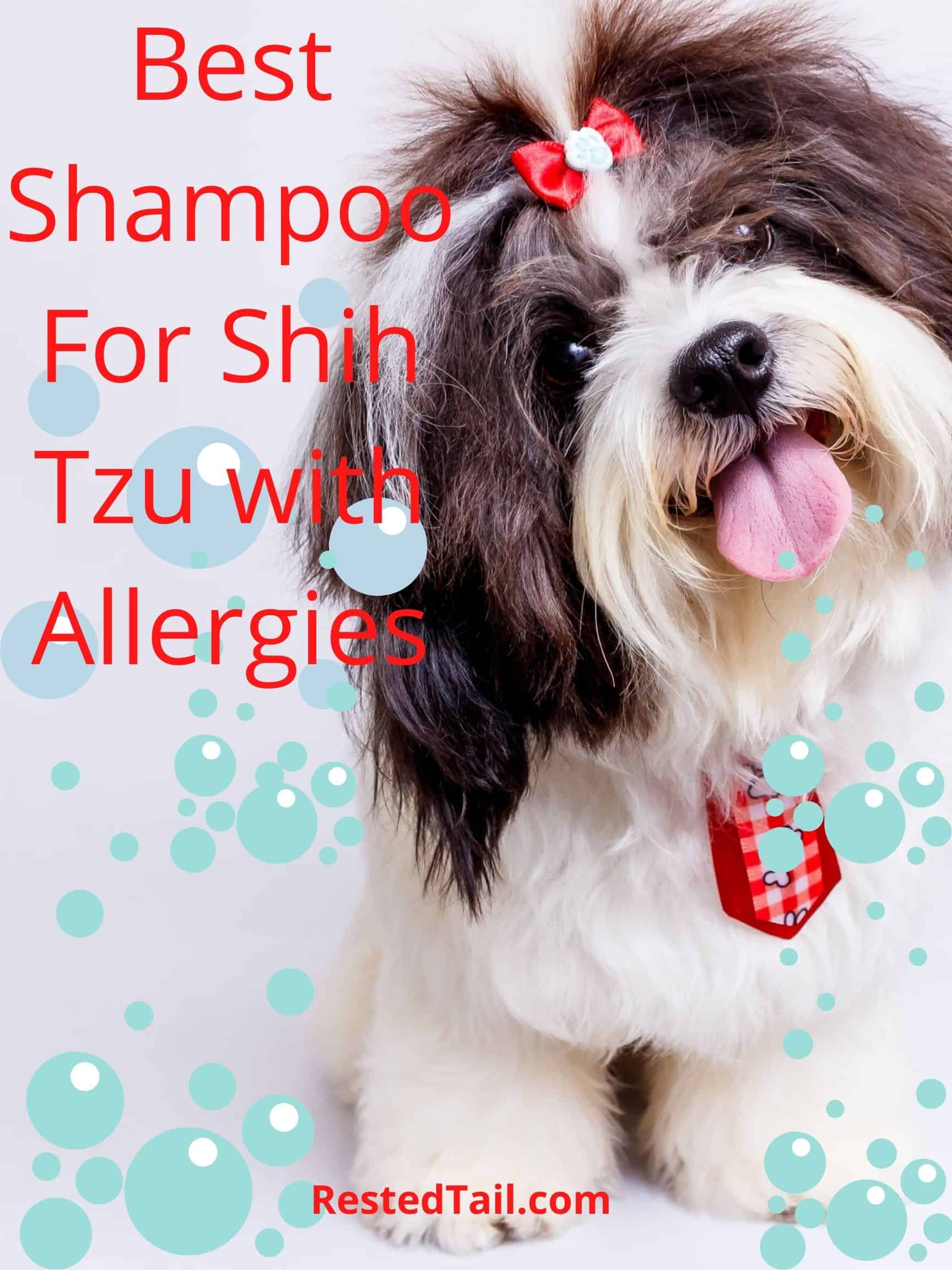 Best Shampoo for Shih Tzu with Allergies