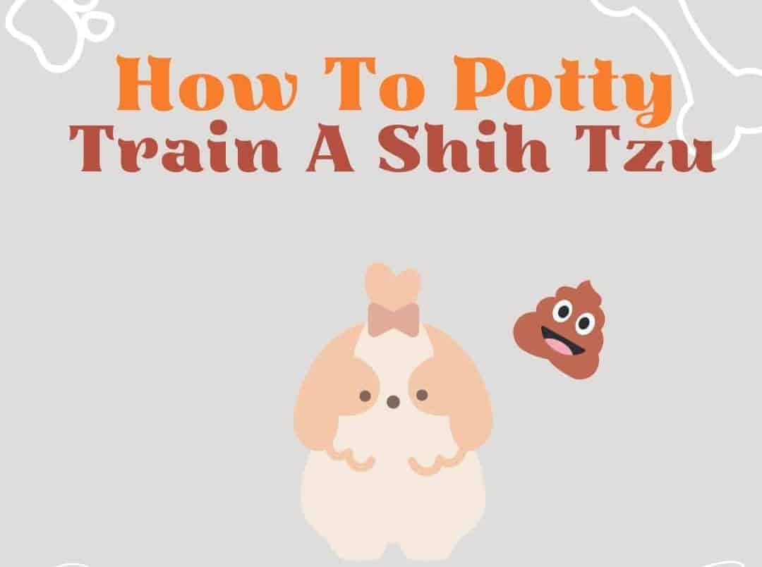 Potty training a Shih Tzu 1