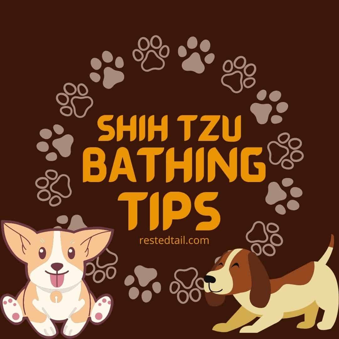 Shih Tzu bathing tips